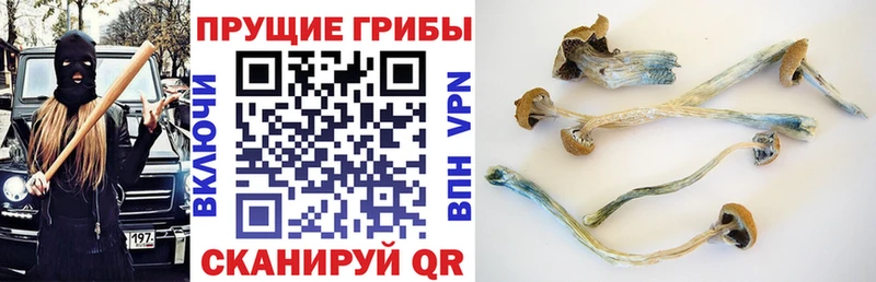 где купить Кинель Псилоцибиновые грибы прущие грибы